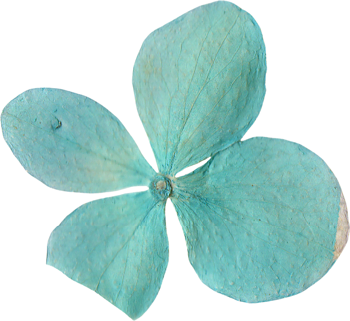 Pressed and Dried Turquoise Blue Flower